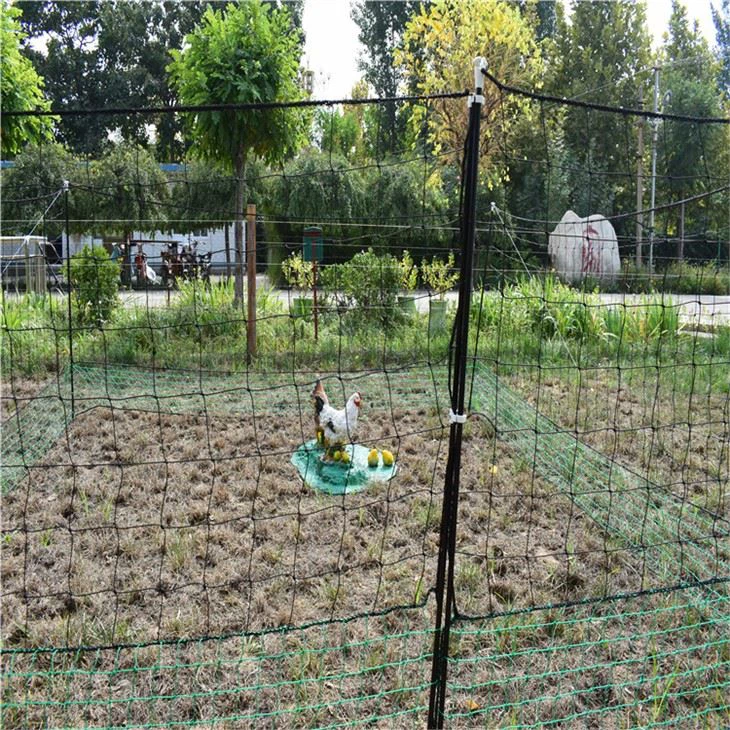 Chicken Liver Netting